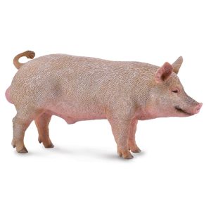 Beer -mannelijk varken