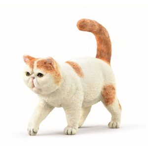 Collecta exotic shorthair