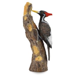 Collecta  Ivoorsnavel specht