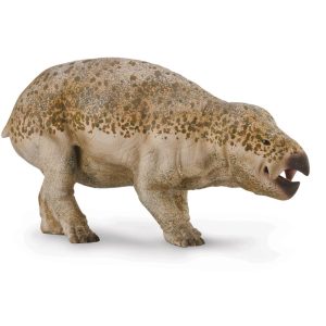 Collecta lisowicia Bojani