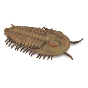 collecta redlichia rex trilobite